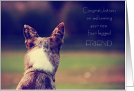 Australian Husky New Dog Congratulations Grassy field Four Legged Friend Welcome card