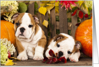 Puppies & Pumpkins Bulldog Puppies Welcome Fall card