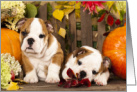 Puppies & Pumpkins Bulldog Puppies Welcome Fall card