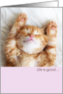 LIfe is Good Cute Napping Tabby Kitten when you Get to the Top card