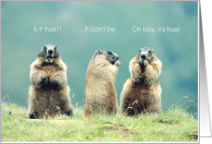 Marmot Day Is it True Groundhog Humor card