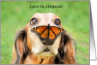 College Encouragement Expect the Unexpected Dog with Butterfly on Nose card