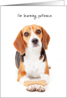 Beagle Being Patient for College Student Visit Humor Dog Cookie Trick card