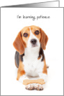 Beagle Being Patient for College Student Visit Humor Dog Cookie Trick card