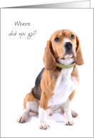 Beagle Thinking of You at College from Pet Dog Humor card