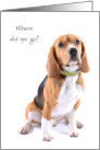 Beagle Thinking of You at College from Pet Dog Humor card