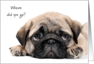 Pug Thinking of You at College from Pet Dog Humor card