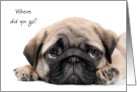 Pug Thinking of You at College from Pet Dog Humor card