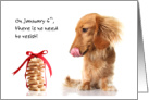 Shortbread Day January 6th No Need to Resist Long Hair Dachshund card