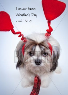 Humiliating Valentine's Day Shih Tzu Begs College Student for Help at Home