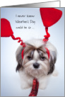 Humiliating Valentine’s Day Shih Tzu Begs College Student for Help at Home card