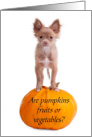 Cute Chihuahua on a Pumpkin Thanksgiving Pie Question card