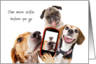 Friend Off to College Funny Dogs Selfie Picture Good Bye card