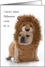 College Student Halloween Lion Costume Indignant French Bull Dog card