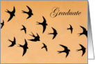 Soaring Birds Graduation Encouragment Congratulations card