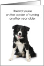 Half Birthday Border Collie Chase You Down Six Months card