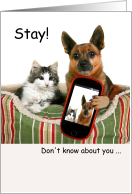 Stay-cation Greetings Dog Cat Selfie Stay Sit Shake card