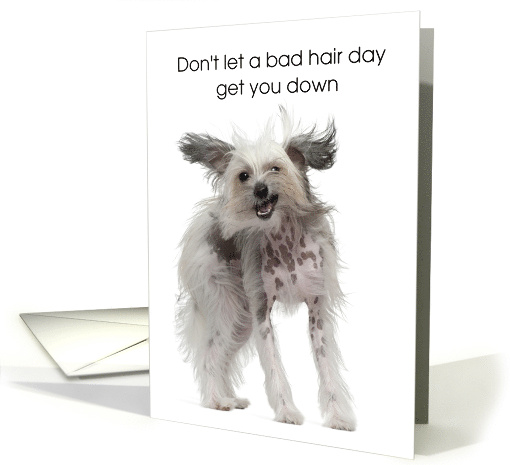 Cute Dog Thinking of You Hairdresser Bad Hair Day Shake it Off card