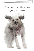 Cute Dog Thinking of You Hairdresser Bad Hair Day Shake it Off card