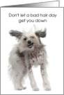 Cute Dog Thinking of You Hairdresser Bad Hair Day Shake it Off card
