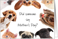 From Pets Mother’s Day Best Mom to Pet Dogs & Cats from all of Us card