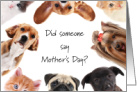 From Pets Mother’s Day Best Mom to Pet Dogs & Cats from all of Us card