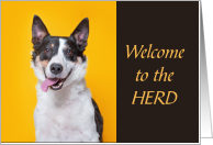 COVID Humor Herding Cattle Dog Welcome to Immunity Herd card