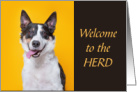 COVID Humor Herding Cattle Dog Welcome to Immunity Herd card