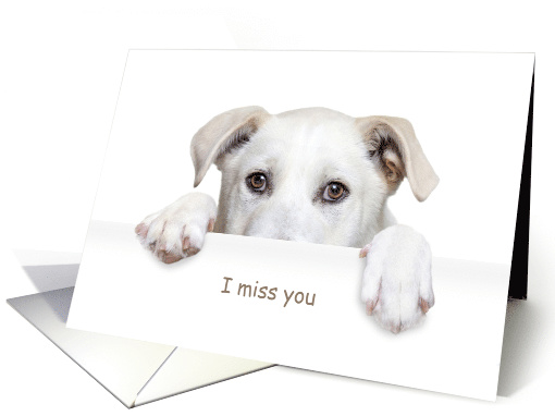 I Miss You White Dog Peeking card (1740434)