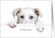 I Miss You White Dog Peeking card