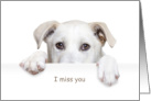 I Miss You White Dog Peeking card