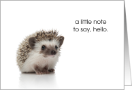 Cute Little Hello Hedgehog Note card