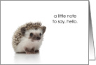 Cute Little Hello Hedgehog Note card