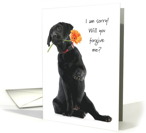 Forgive Me from the Black Lab Puppy I am Sorry Flower card (1755186)