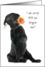 Forgive Me from the Black Lab Puppy I am Sorry Flower card