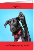 Big Boy Job Black Dog in Bow Tie Congratulations High Five card