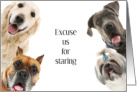 Cute Eager Dogs Welcome to the Neighborhood Excuse our Staring card