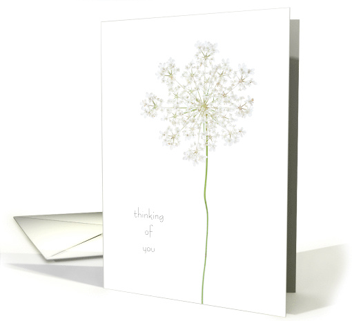 Thinking of You Queen Anne's Lace Simple Flower Isolated card