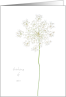 Thinking of You Queen Anne’s Lace Simple Flower Isolated card