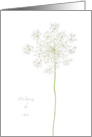 Thinking of You Queen Anne’s Lace Simple Flower Isolated card