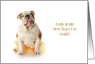 Cute Bulldog in Tutu Dressed Up New Year’s Humor card