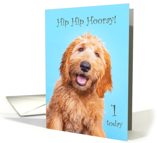 1st Birthday Goldendoodle Dog Hip Hip Hooray One card (1887008)