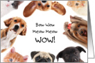Dogs and Cats WOW Congratulations card