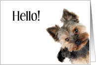 Hello Cute Yorkie Peeking in How Are You card
