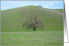 Lone Oak Tree Blank Note Card