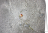 Shoreline Treasures card