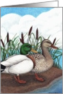Mallard ducks/blank card