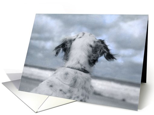 Dog meets hurricane isabel on the beach card (481580)