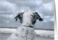 Dog meets hurricane isabel on the beach card