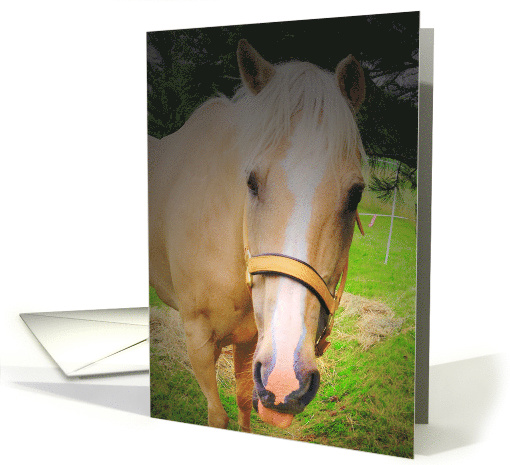 Cute card with a horse sticking his tongue out card (1143182)